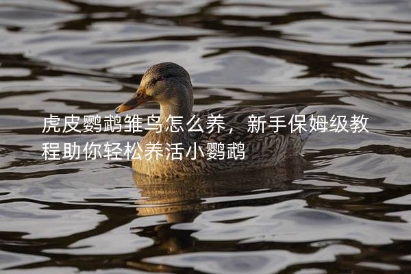 虎皮鹦鹉雏鸟怎么养，新手保姆级教程助你轻松养活小鹦鹉