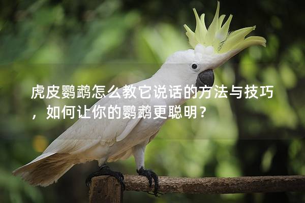 虎皮鹦鹉怎么教它说话的方法与技巧，如何让你的鹦鹉更聪明？