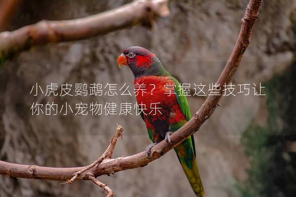 小虎皮鹦鹉怎么养？掌握这些技巧让你的小宠物健康快乐