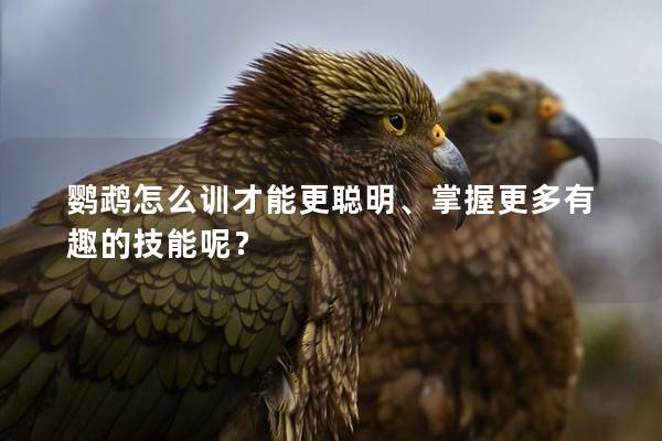鹦鹉怎么训才能更聪明、掌握更多有趣的技能呢？