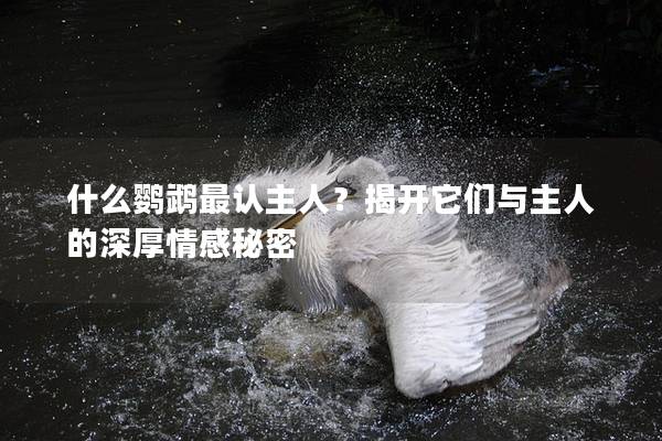 什么鹦鹉最认主人？揭开它们与主人的深厚情感秘密