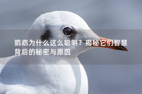 鹦鹉为什么这么聪明？揭秘它们智慧背后的秘密与原因