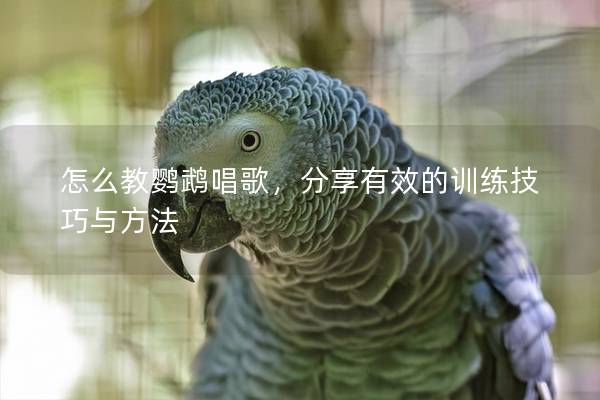 怎么教鹦鹉唱歌，分享有效的训练技巧与方法