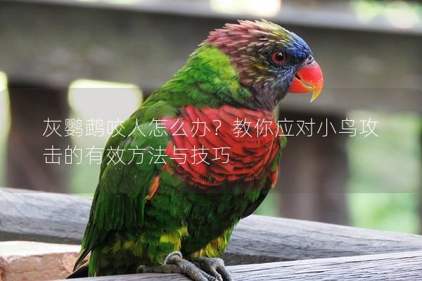 灰鹦鹉咬人怎么办？教你应对小鸟攻击的有效方法与技巧