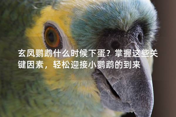 玄凤鹦鹉什么时候下蛋？掌握这些关键因素，轻松迎接小鹦鹉的到来