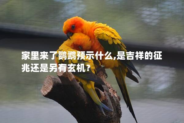 家里来了鹦鹉预示什么,是吉祥的征兆还是另有玄机？