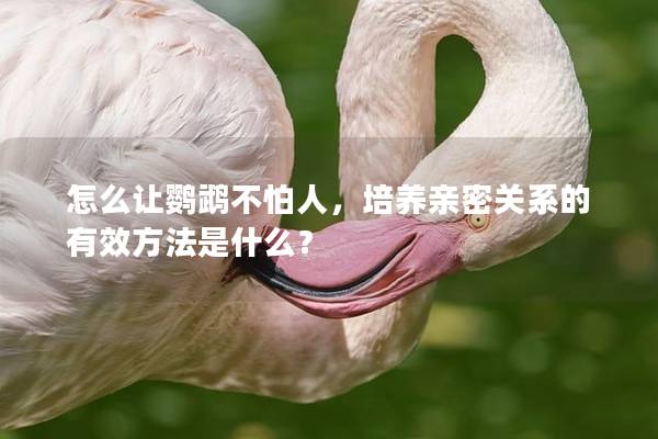怎么让鹦鹉不怕人，培养亲密关系的有效方法是什么？
