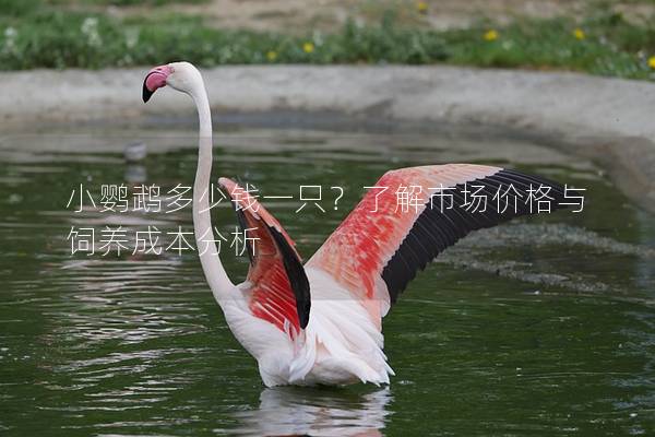 小鹦鹉多少钱一只？了解市场价格与饲养成本分析