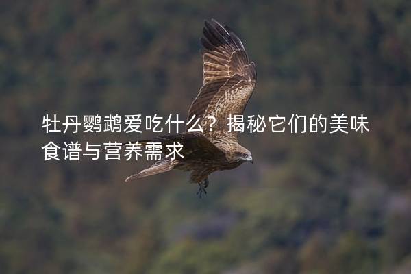 牡丹鹦鹉爱吃什么？揭秘它们的美味食谱与营养需求