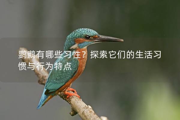 鹦鹉有哪些习性？探索它们的生活习惯与行为特点