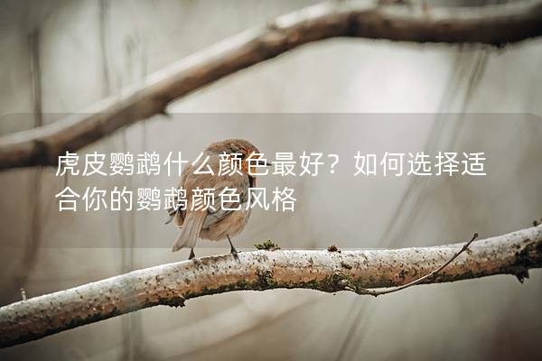 虎皮鹦鹉什么颜色最好？如何选择适合你的鹦鹉颜色风格