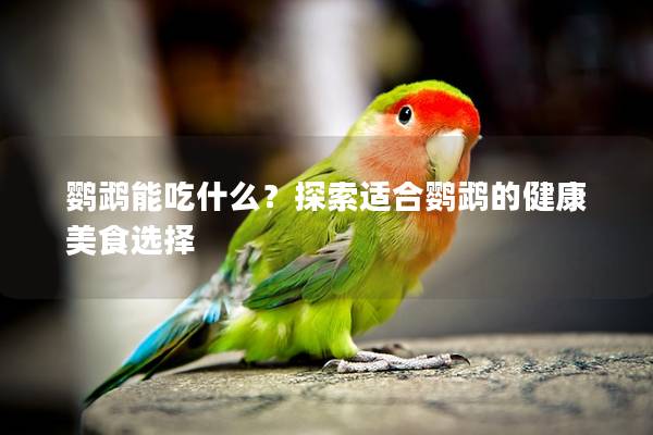 鹦鹉能吃什么？探索适合鹦鹉的健康美食选择