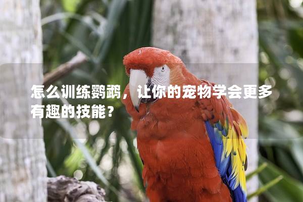 怎么训练鹦鹉，让你的宠物学会更多有趣的技能？