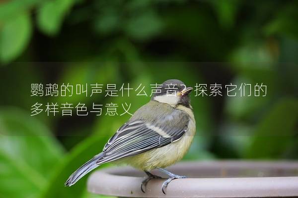 鹦鹉的叫声是什么声音？探索它们的多样音色与意义