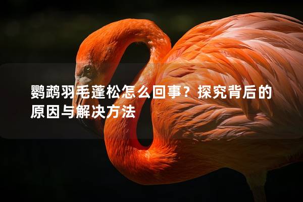 鹦鹉羽毛蓬松怎么回事？探究背后的原因与解决方法