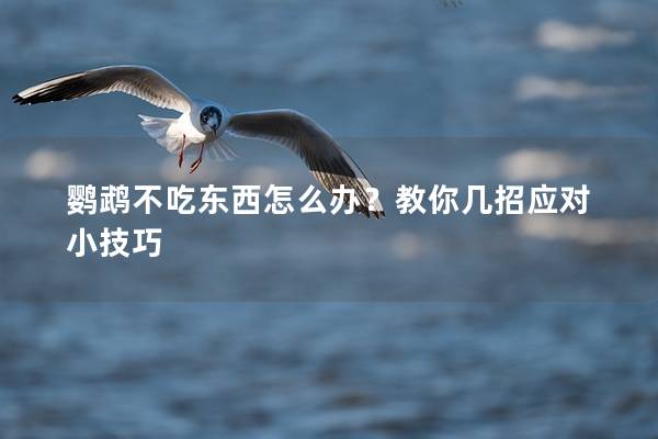 鹦鹉不吃东西怎么办？教你几招应对小技巧