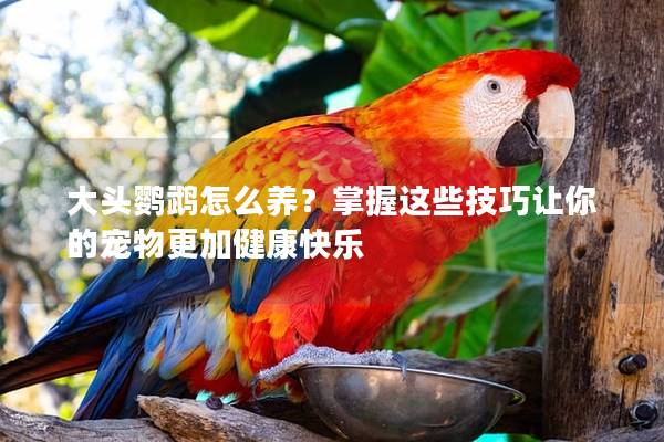 大头鹦鹉怎么养？掌握这些技巧让你的宠物更加健康快乐