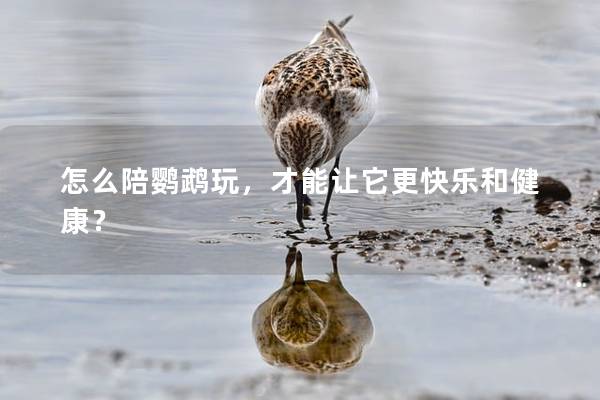 怎么陪鹦鹉玩，才能让它更快乐和健康？