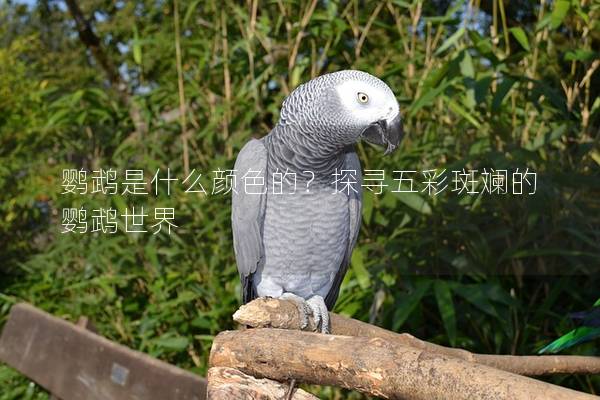 鹦鹉是什么颜色的？探寻五彩斑斓的鹦鹉世界