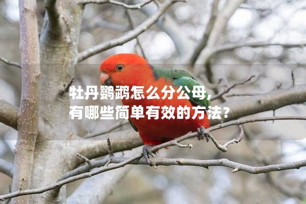 牡丹鹦鹉怎么分公母, 有哪些简单有效的方法？