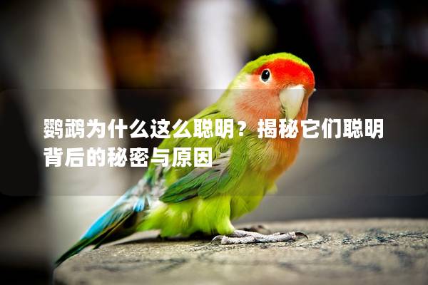 鹦鹉为什么这么聪明？揭秘它们聪明背后的秘密与原因