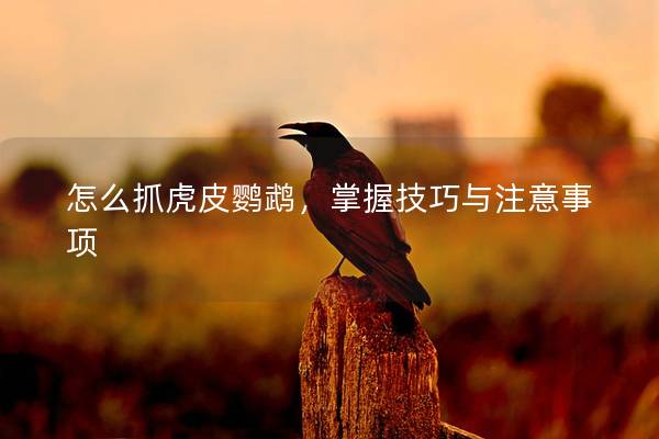 怎么抓虎皮鹦鹉，掌握技巧与注意事项