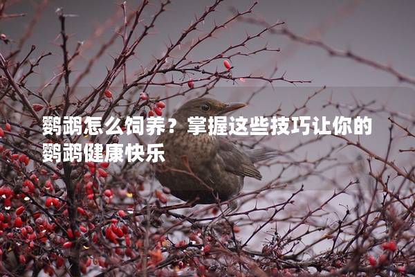 鹦鹉怎么饲养？掌握这些技巧让你的鹦鹉健康快乐