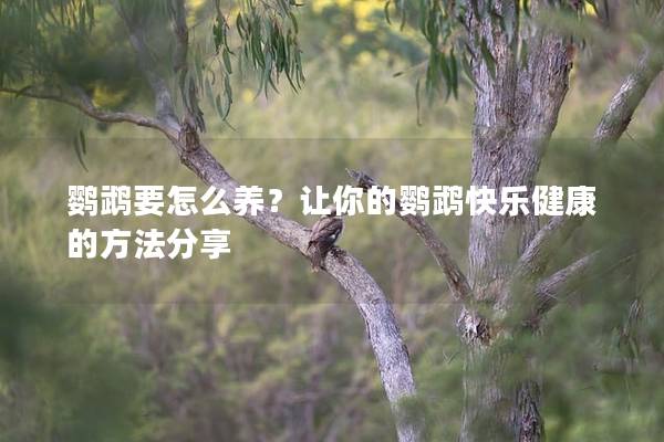 鹦鹉要怎么养？让你的鹦鹉快乐健康的方法分享