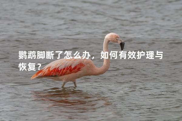 鹦鹉脚断了怎么办，如何有效护理与恢复？