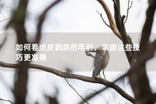 如何看虎皮鹦鹉的年龄，掌握这些技巧更准确
