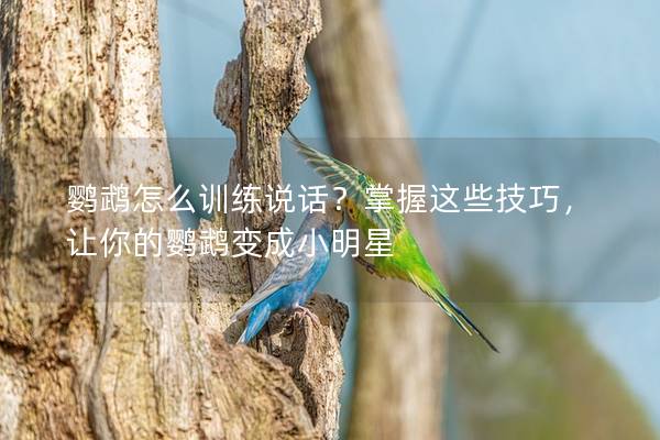 鹦鹉怎么训练说话？掌握这些技巧，让你的鹦鹉变成小明星