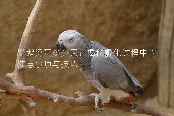 鹦鹉孵蛋多少天？揭秘孵化过程中的注意事项与技巧