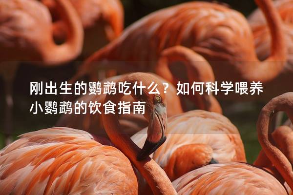 刚出生的鹦鹉吃什么？如何科学喂养小鹦鹉的饮食指南