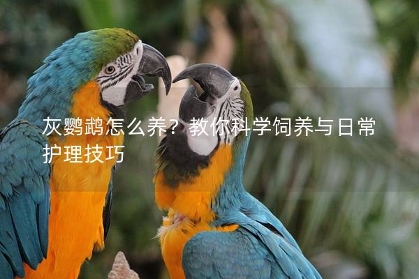 灰鹦鹉怎么养？教你科学饲养与日常护理技巧