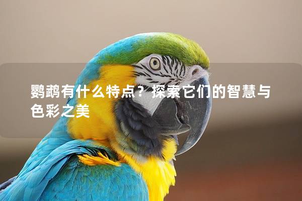 鹦鹉有什么特点？探索它们的智慧与色彩之美