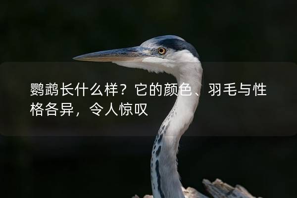 鹦鹉长什么样？它的颜色、羽毛与性格各异，令人惊叹