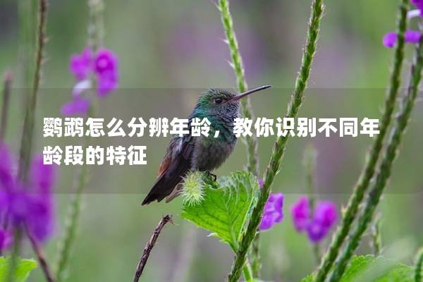 鹦鹉怎么分辨年龄，教你识别不同年龄段的特征