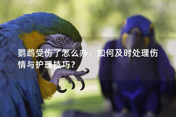 鹦鹉受伤了怎么办，如何及时处理伤情与护理技巧？