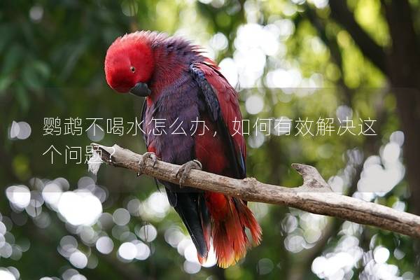 鹦鹉不喝水怎么办，如何有效解决这个问题？