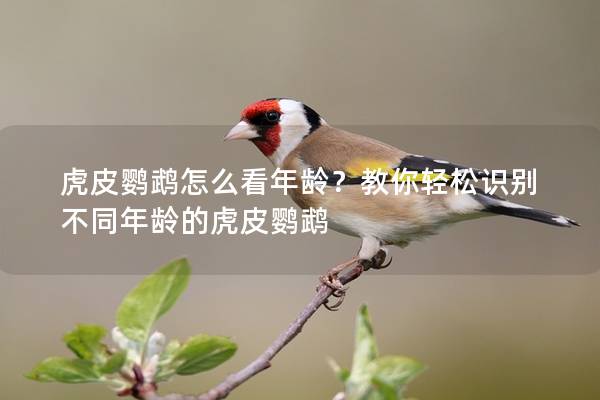 虎皮鹦鹉怎么看年龄？教你轻松识别不同年龄的虎皮鹦鹉