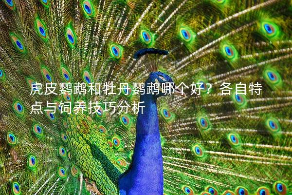 虎皮鹦鹉和牡丹鹦鹉哪个好？各自特点与饲养技巧分析