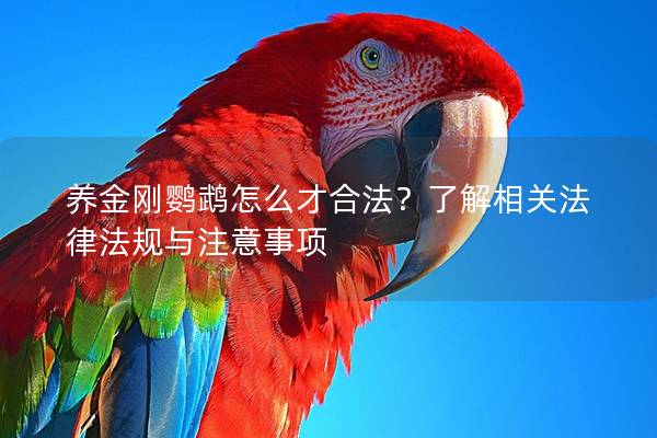 养金刚鹦鹉怎么才合法？了解相关法律法规与注意事项