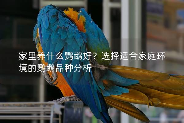 家里养什么鹦鹉好？选择适合家庭环境的鹦鹉品种分析