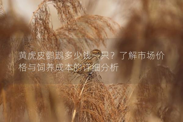 黄虎皮鹦鹉多少钱一只？了解市场价格与饲养成本的详细分析