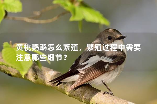 黄桃鹦鹉怎么繁殖，繁殖过程中需要注意哪些细节？