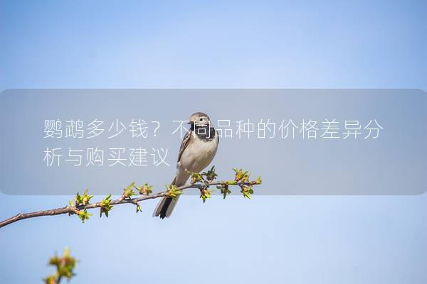 鹦鹉多少钱？不同品种的价格差异分析与购买建议