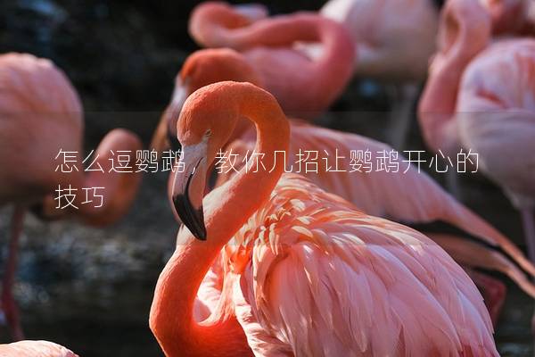 怎么逗鹦鹉，教你几招让鹦鹉开心的技巧