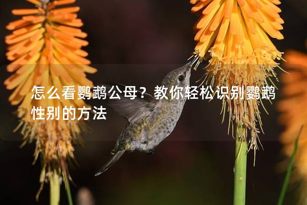 怎么看鹦鹉公母？教你轻松识别鹦鹉性别的方法