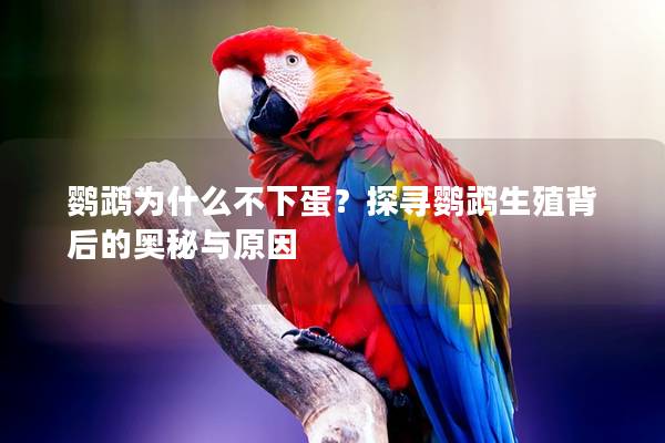 鹦鹉为什么不下蛋？探寻鹦鹉生殖背后的奥秘与原因