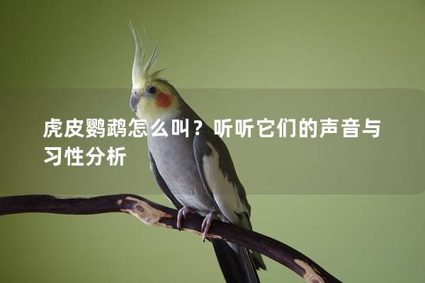 虎皮鹦鹉怎么叫？听听它们的声音与习性分析